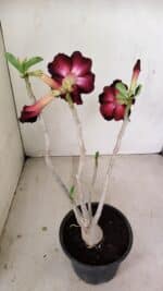 Planta Dobrada 3490 – 35cm – 03 anos - Imagem 5