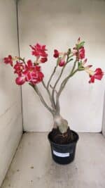 Planta Dobrada 3491 – 40cm – 03 anos - Imagem 2