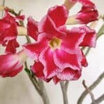 Planta Dobrada 3491 – 40cm – 03 anos