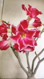 Planta Dobrada 3491 – 40cm – 03 anos