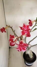 Planta Dobrada 3491 – 40cm – 03 anos - Imagem 4