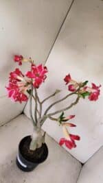 Planta Dobrada 3491 – 40cm – 03 anos - Imagem 8