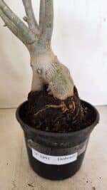 Planta Dobrada 3491 – 40cm – 03 anos - Imagem 7