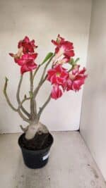 Planta Dobrada 3491 – 40cm – 03 anos - Imagem 6