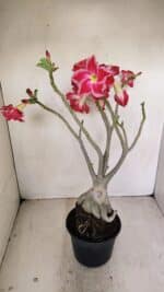 Planta Dobrada 3491 – 40cm – 03 anos - Imagem 5