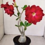 Planta Dobrada 3492 – 35cm – 03 anos