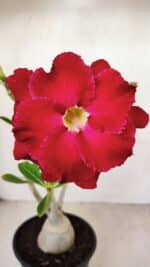 Planta Dobrada 3492 – 35cm – 03 anos - Imagem 3