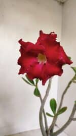 Planta Dobrada 3492 – 35cm – 03 anos - Imagem 4