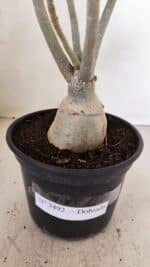 Planta Dobrada 3492 – 35cm – 03 anos - Imagem 7