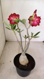 Planta Dobrada 3492 – 35cm – 03 anos - Imagem 6