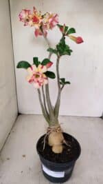 Planta Dobrada 3493 – 40cm – 03 anos