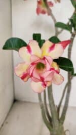 Planta Dobrada 3493 – 40cm – 03 anos - Imagem 4