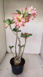 Planta Dobrada 3493 – 40cm – 03 anos - Imagem 7