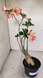 Planta Dobrada 3493 – 40cm – 03 anos - Imagem 6