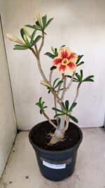 Planta Dobrada 3494 – 40cm – 03 anos - Imagem 2