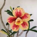 Planta Dobrada 3494 – 40cm – 03 anos