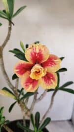 Planta Dobrada 3494 – 40cm – 03 anos