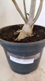 Planta Dobrada 3494 – 40cm – 03 anos - Imagem 7