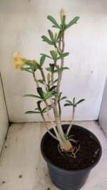 Planta Dobrada 3494 – 40cm – 03 anos - Imagem 5