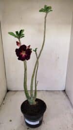 Planta Dobrada 3495 – 35cm – 03 anos - Imagem 2