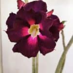 Planta Dobrada 3495 – 35cm – 03 anos