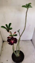 Planta Dobrada 3495 – 35cm – 03 anos - Imagem 4