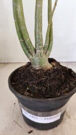 Planta Dobrada 3495 – 35cm – 03 anos - Imagem 6