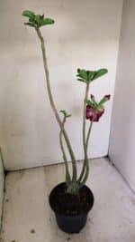 Planta Dobrada 3495 – 35cm – 03 anos - Imagem 5