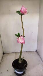 Planta Dobrada 3496 – 35cm – 03 anos - Imagem 2