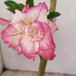 Planta Dobrada 3496 – 35cm – 03 anos