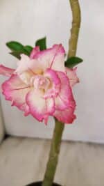 Planta Dobrada 3496 – 35cm – 03 anos