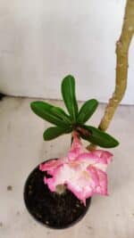 Planta Dobrada 3496 – 35cm – 03 anos - Imagem 4