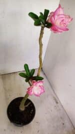 Planta Dobrada 3496 – 35cm – 03 anos - Imagem 8