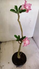 Planta Dobrada 3496 – 35cm – 03 anos - Imagem 6