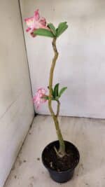 Planta Dobrada 3496 – 35cm – 03 anos - Imagem 5