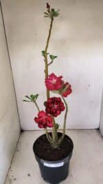 Planta Dobrada 3497 – 40cm – 03 anos - Imagem 2