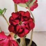 Planta Dobrada 3497 – 40cm – 03 anos