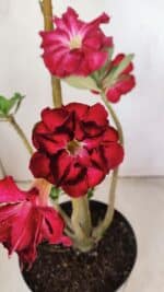 Planta Dobrada 3497 – 40cm – 03 anos