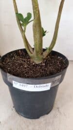 Planta Dobrada 3497 – 40cm – 03 anos - Imagem 6