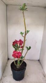 Planta Dobrada 3497 – 40cm – 03 anos - Imagem 5