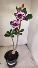 Planta Dobrada 3498 – 35cm – 03 anos - Imagem 2