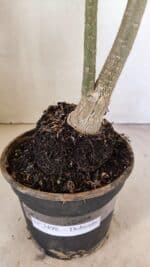 Planta Dobrada 3498 – 35cm – 03 anos - Imagem 7