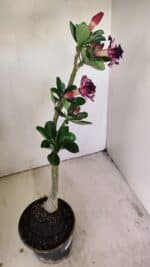 Planta Dobrada 3498 – 35cm – 03 anos - Imagem 6