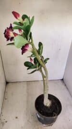 Planta Dobrada 3498 – 35cm – 03 anos - Imagem 5