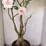 Planta Dobrada 3499 – 60cm – 05 anos