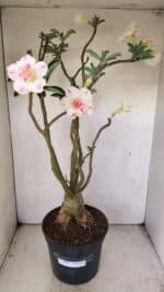 Planta Dobrada 3499 – 60cm – 05 anos