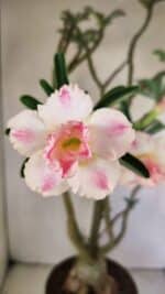 Planta Dobrada 3499 – 60cm – 05 anos - Imagem 3