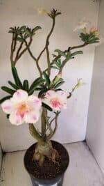 Planta Dobrada 3499 – 60cm – 05 anos - Imagem 4