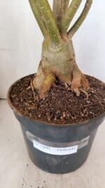 Planta Dobrada 3499 – 60cm – 05 anos - Imagem 8