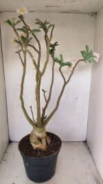 Planta Dobrada 3499 – 60cm – 05 anos - Imagem 6